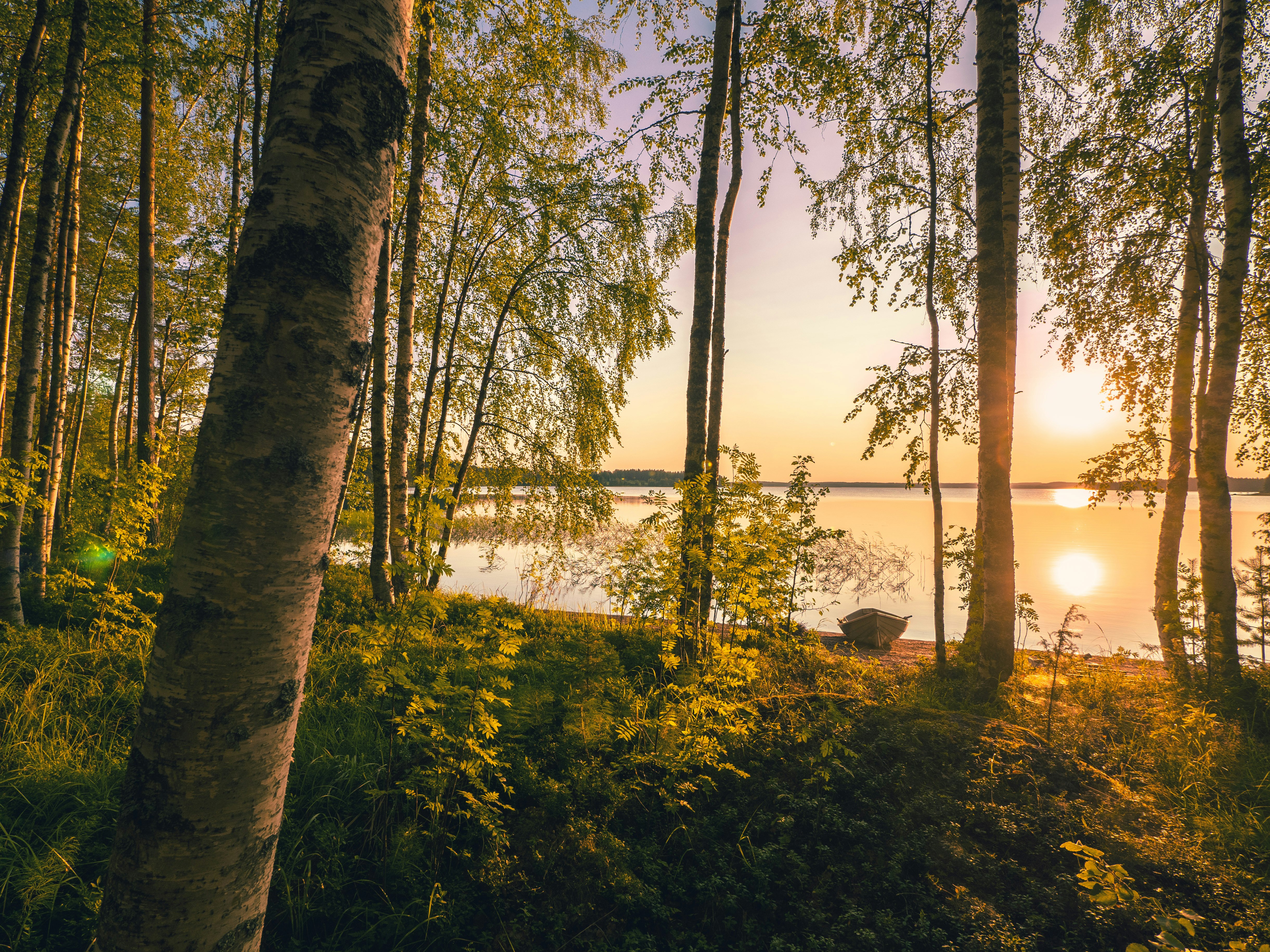 lake and trees during golden hour